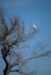 Ardea alba