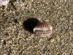 Pusula solandri