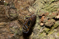 Pintalia constellaris