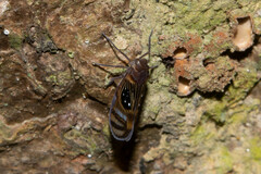 Pintalia constellaris