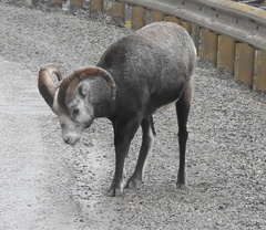 Ovis dalli stonei