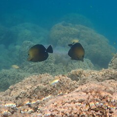 Zebrasoma scopas