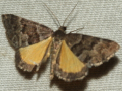 Dichromodes ainaria