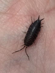 Porcellionides sexfasciatus