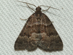 Dichromodes ainaria