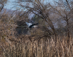 Ardea herodias