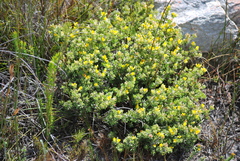 Aspalathus marginata