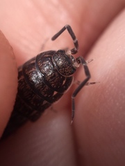 Porcellionides sexfasciatus
