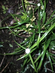 Cyperus mindorensis