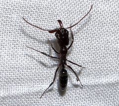 Odontomachus brunneus