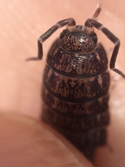 Porcellionides sexfasciatus