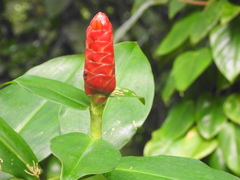 Costus pulverulentus