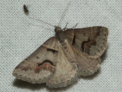 Dichromodes atrosignata