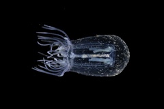 Polyorchis penicillatus