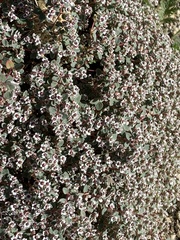Euphorbia melanadenia