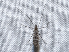 Erioptera