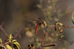 Sympetrum frequens