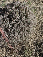 Euphorbia melanadenia