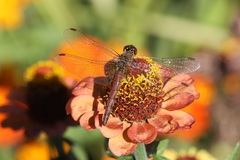 Sympetrum frequens