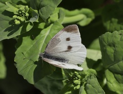 Pieris rapae crucivora
