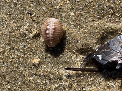 Pusula solandri