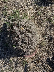 Euphorbia melanadenia