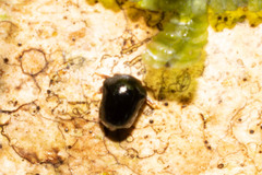 Tragopini