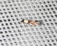 Monopis icterogastra