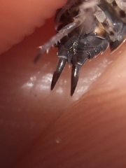 Porcellionides sexfasciatus