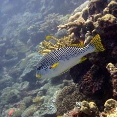 Plectorhinchus lineatus