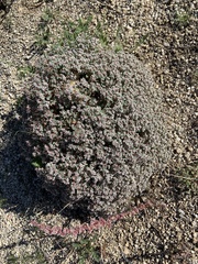 Euphorbia melanadenia