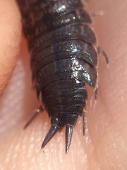 Porcellionides sexfasciatus