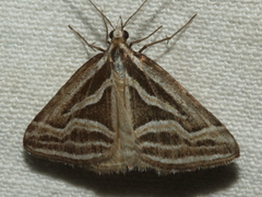 Dichromodes confluaria