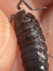 Porcellionides sexfasciatus
