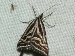 Dichromodes confluaria