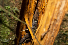 Gonatodes concinnatus