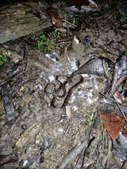 Mastigodryas alternatus