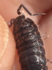 Porcellionides sexfasciatus