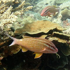 Parupeneus ciliatus