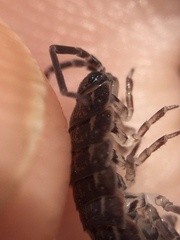Porcellionides sexfasciatus