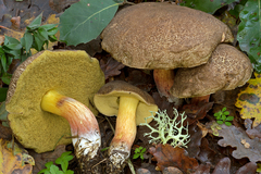 Xerocomellus cisalpinus