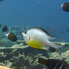 Amblyglyphidodon leucogaster