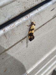 Olbonoma triptycha
