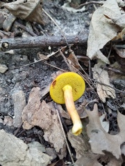 Hortiboletus campestris