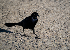 Quiscalus mexicanus