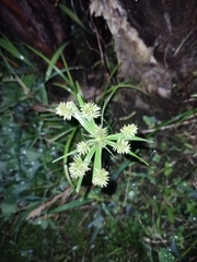Cyperus croceus