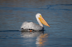 Pelecanus erythrorhynchos