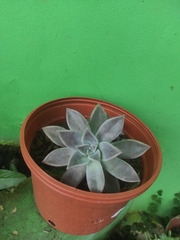 Graptopetalum