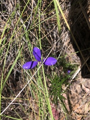 Iridaceae