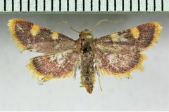 Hypsopygia costalis